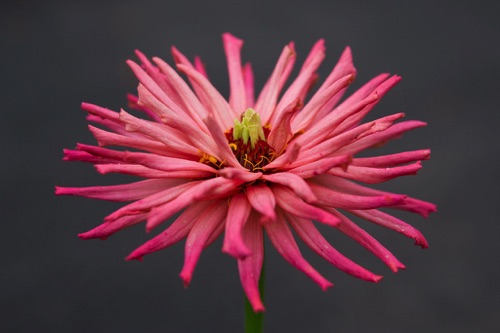 Star Dahlia Reeves-Reed Arboretum, Union County, NJ (5428SA).jpg